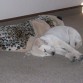 Durmiendo al lado de mi peluche